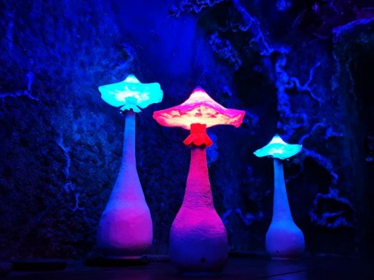 Wonderland